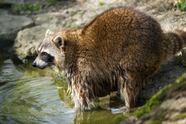 Common raccoon (Procyon lotor) standing on the ground, Bavaria, Germany