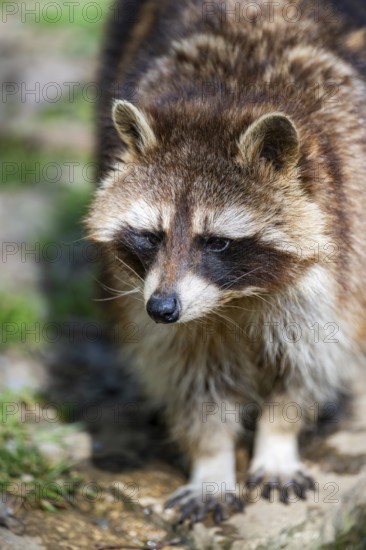 Common raccoon (Procyon lotor) standing on the ground, Bavaria, Germany