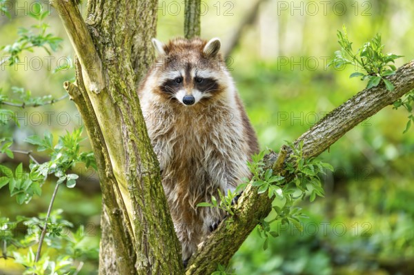 Common raccoon (Procyon lotor) climbing up a tree, Bavaria, Germany