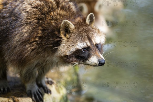 Common raccoon (Procyon lotor), portrait, Bavaria, Germany