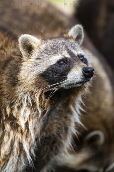 Common raccoon (Procyon lotor), portrait, Bavaria, Germany