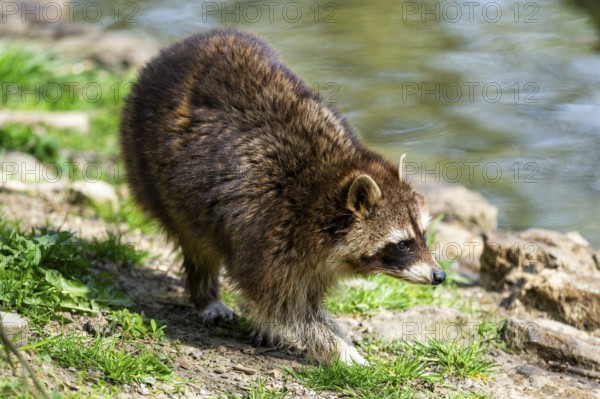 Common raccoon (Procyon lotor) walking on the ground, Bavaria, Germany