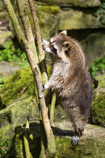 Common raccoon (Procyon lotor) climbing up a tree, Bavaria, Germany