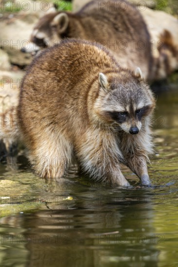 Common raccoon (Procyon lotor) on the watershore, Bavaria, Germany