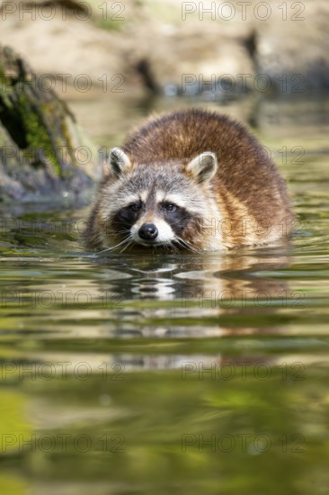 Common raccoon (Procyon lotor) in the water of a little lake, Bavaria, Germany