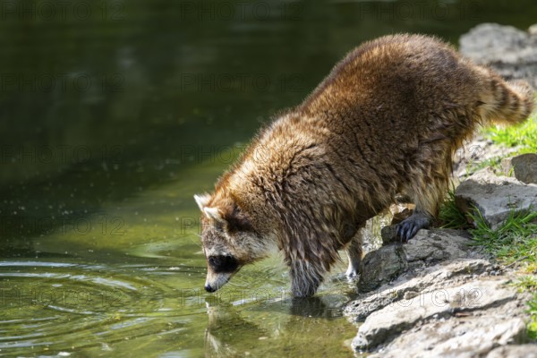 Common raccoon (Procyon lotor) on the watershore, Bavaria, Germany