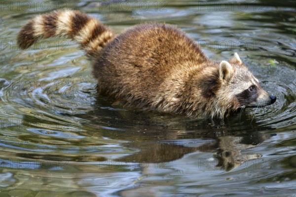 Common raccoon (Procyon lotor) in the water of a little lake, Bavaria, Germany