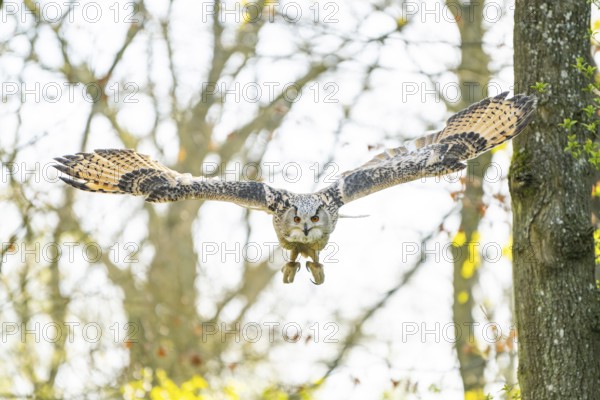 Eurasian eagle-owl (Bubo bubo) landing, captive, Bavaria, Germany