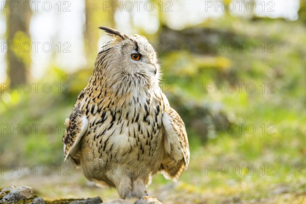 Eurasian eagle-owl (Bubo bubo) sitting, captive, Bavaria, Germany