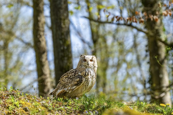 Eurasian eagle-owl (Bubo bubo) sitting on the ground, captive, Bavaria, Germany