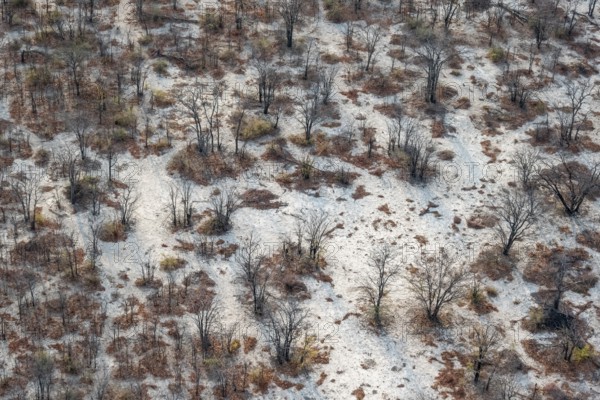 Structure and pattern, trees in the dry season, arid landscape, aerial view of the Okavango Delta, near Maun, Okavango Delta, Botswana