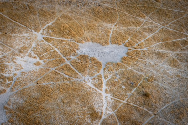 Structure and pattern of trails, animal trails, landscape, aerial view of the Okavango Delta, near Maun, Okavango Delta, Botswana