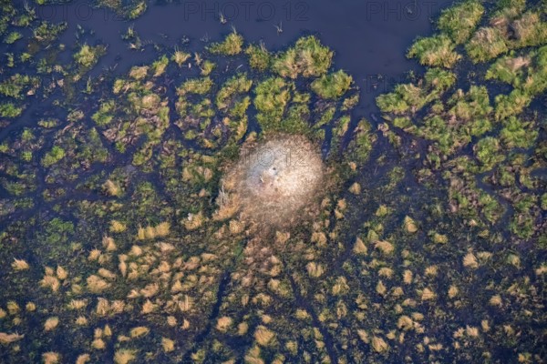 Structure and pattern, termite mounds in marshland, landscape, aerial view of the Okavango Delta, near Maun, Okavango Delta, Botswana