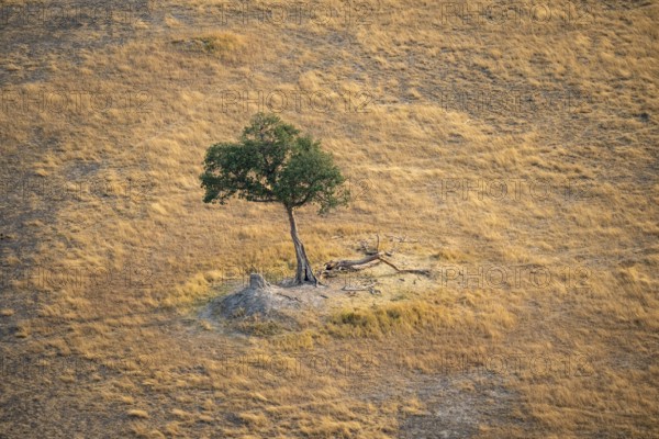 Species tree in the savanna, landscape, aerial view of the Okavango Delta, near Maun, Okavango Delta, Botswana