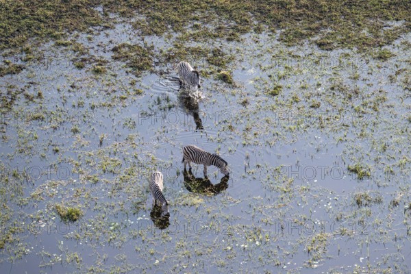 Steppe zebras (Equus quagga) drinking by the river, aerial view, Okavango Delta, Botswana