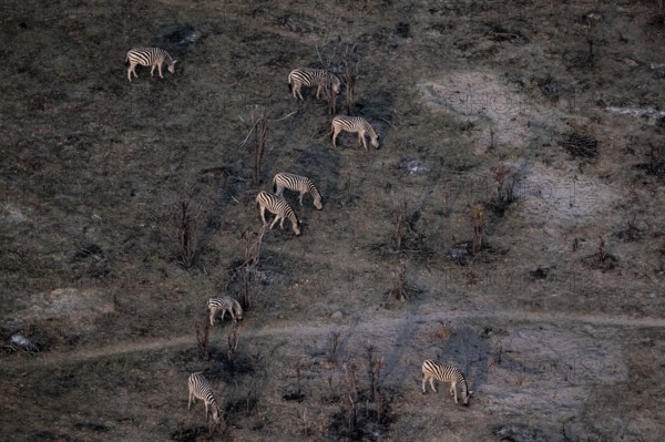 Steppe zebras (Equus quagga) grazing in arid landscape, aerial view, Okavango Delta, Botswana