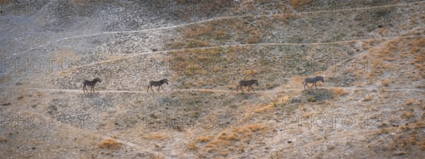 Steppe zebras (Equus quagga) running in row, savanna landscape with yellow grass, aerial view, Okavango Delta, Botswana