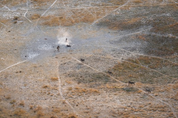 Steppe zebras (Equus quagga) rolling in dust, savanna landscape with yellow grass, aerial view, Okavango Delta, Botswana