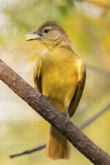 Yellow-bellied Greenbul (Chlorocichla flaviventris), Yellow-bellied Greenbul, Zambezi Region, Caprivi Strip, Namibia