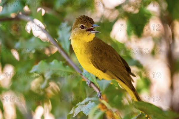Yellow-bellied Greenbul (Chlorocichla flaviventris), Yellow-bellied Greenbul, Zambezi Region, Caprivi Strip, Namibia