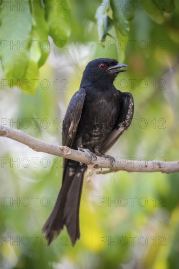 Fork-tailed drongo (Dicrurus adsimilis), Zambezi Region, Caprivi Strip, Namibia