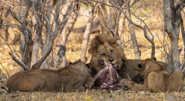 Lion pack with kill, maned lion (Panthera Leo) eats buffalo, savanna, Moremi Game Reserve, Botswana