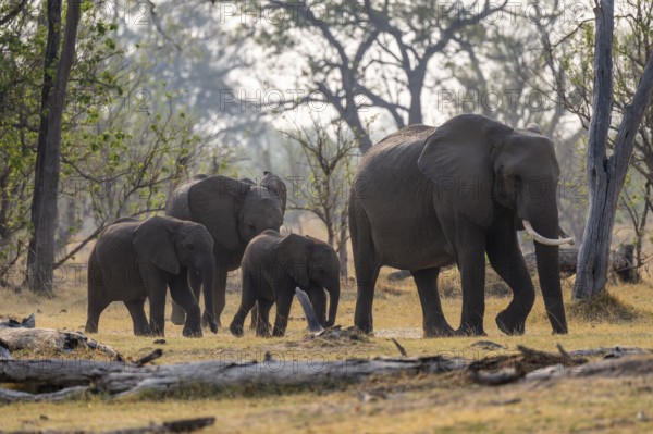 Herd with young animals, elephants (Loxodonta africana), Xakanaxa, Moremi Game Reserve, Botswana