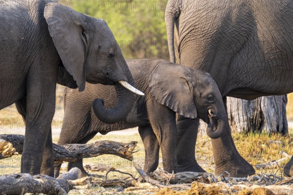 Young and dam, elephant (Loxodonta africana), Xakanaxa, Moremi Game Reserve, Botswana