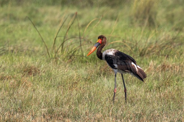 Saddle-billed stork (Ephippiorhynchus senegalensis), Okavango Delta, Moremi Game Reserve, Botswana