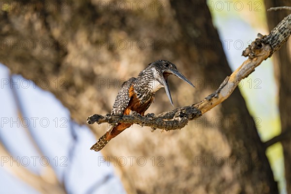 Giant kingfisher (Megaceryle maxima) sitting on branch on the Okavango River, Caprivi Strip, Namibia