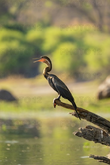African darter (Anhinga rufa) sitting on branch on the Okavango River, Caprivi Strip, Namibia