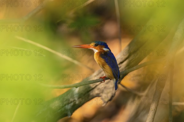 Malachite kingfisher (Corythornis cristatus) sitting on branch on the Okavango River, Caprivi Strip, Namibia