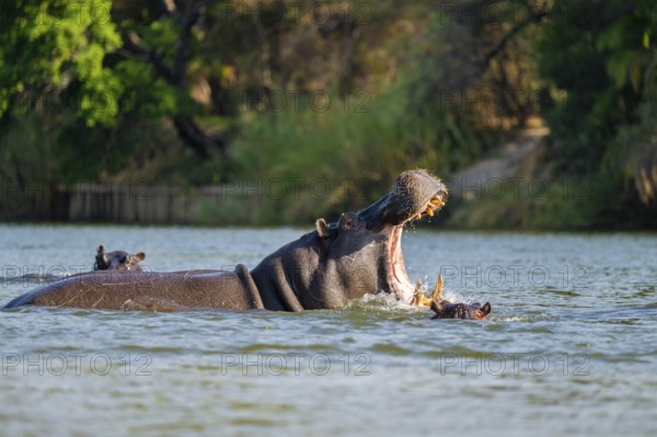 Hippopotamus (Hippopatamus amphibius) yawns and shows teeth in water, Kwando River, Zambezi region, Caprivi Strip, Namibia