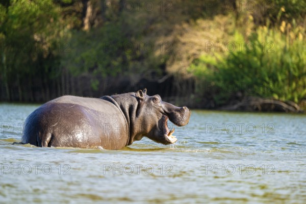 Hippopotamus (Hippopatamus amphibius) in water, Kwando River, Zambezi region, Caprivi Strip, Namibia
