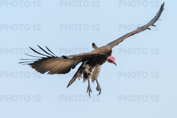 Hooded Vulture (Necrosyrtes monachus) in flight, Moremi Game Reserve, Botswana
