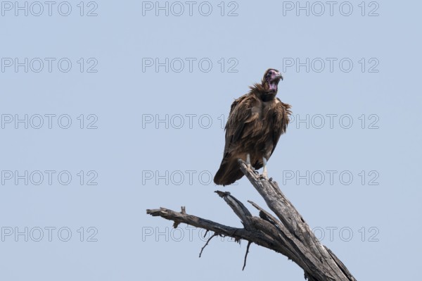 Hooded Vulture (Necrosyrtes monachus) sitting on a branch against a blue sky, Moremi Game Reserve, Botswana