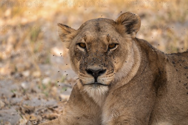 Female, Lion (Panthera Leo), Moremi Game Reserve, Botswana