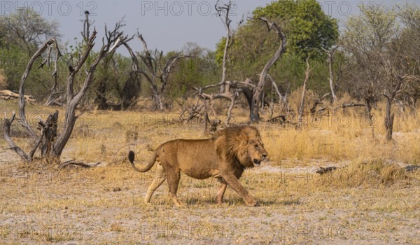 Maned lion, lion (Panthera Leo) runs to the side, savanna, Moremi Game Reserve, Botswana