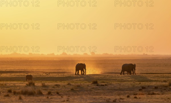African elephant (Loxodonta africana), silhouette, sunset, atmospheric light, Ihaha, Chobe National Park National Park, Botswan