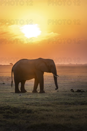 Herd, African Elephant (Loxodonta africana), Silhouette, Sunset, Ambient Light, Ihaha, Chobe National Park, Botswan