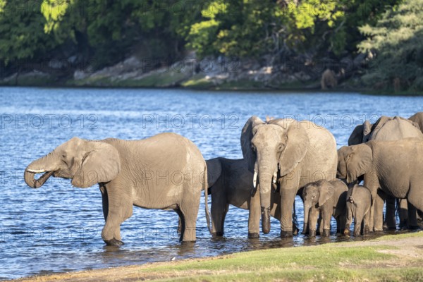 African elephant (Loxodonta africana) drinking in Chobe River, Ihaha, Chobe National Park National Park, Botswan