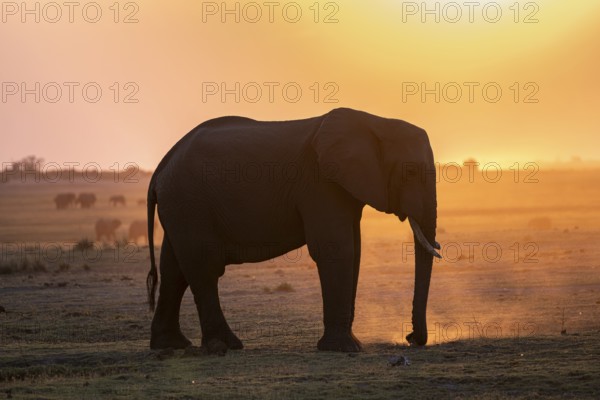 Herd, African Elephant (Loxodonta africana), Silhouette, Sunset, Ambient Light, Ihaha, Chobe National Park, Botswan