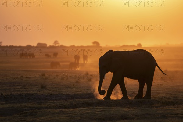 African elephant (Loxodonta africana), silhouette, sunset, atmospheric light, Ihaha, Chobe National Park National Park, Botswan