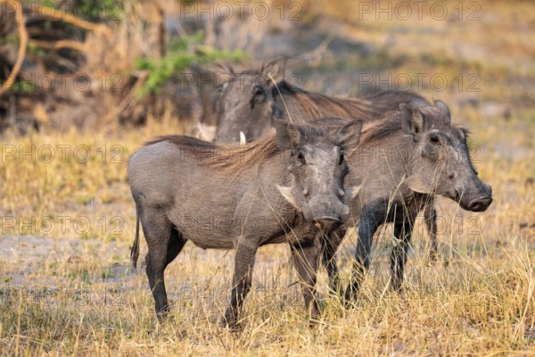 Common Warthog (Phacochoerus africanus), Moremi Game Reserve, Botswana