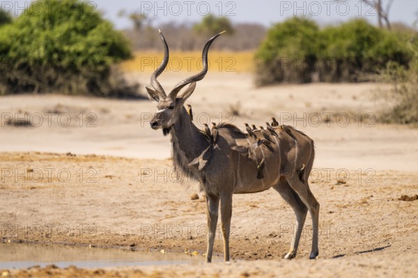 Greater Kudu (Tragelaphus strepsiceros), Moremi Game Reserve, Botswana