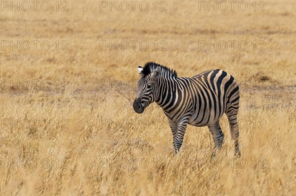 Steppe Zebra, Moremi Game Reserve, Botswana