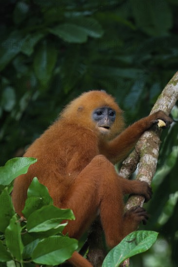Red leaf monkey (Presbytis rubicunda) in a tree, Borneo, Malaysia