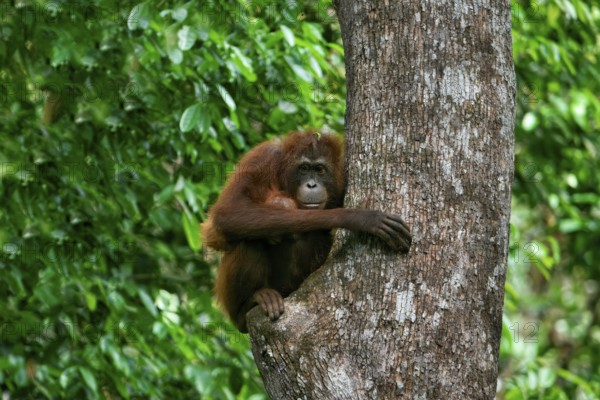 Female Orangutan (Pongo borneo) carrying her youngster in the forest, Borneo, Malaysia