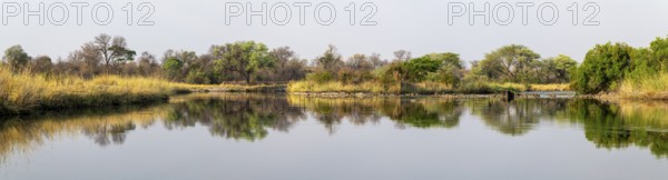 Panorama, landscape on the Kavango River, Zambezi region, Caprivi Strip, Namibia