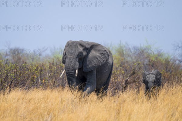 African elephant (Loxodonta africana) in dry savanna, Bwabwata National Park, Caprivi Strip, Namibia